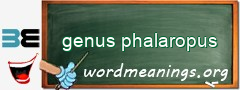 WordMeaning blackboard for genus phalaropus